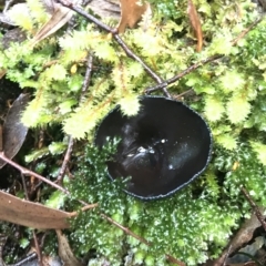 Unidentified Cup or disk - with no 'eggs' at Cape Pillar, TAS - 13 Apr 2023 by MattFox