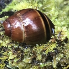 Caryodes dufresnii (Walnut Snail) at Cape Pillar, TAS - 12 Apr 2023 by MattFox