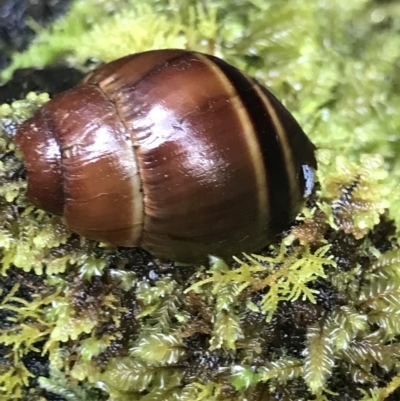Caryodes dufresnii (Walnut Snail) at Cape Pillar, TAS - 12 Apr 2023 by MattFox