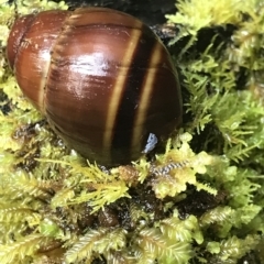 Caryodes dufresnii at Tasman National Park - 13 Apr 2023 09:02 AM