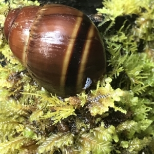 Caryodes dufresnii at Tasman National Park - 13 Apr 2023 09:02 AM