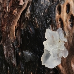 Tremella fuciformis (Snow Fungus) at Cape Pillar, TAS - 13 Apr 2023 by MattFox