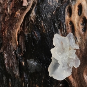 Tremella fuciformis at Cape Pillar, TAS - 13 Apr 2023