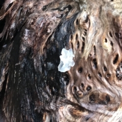 Tremella fuciformis at Cape Pillar, TAS - 13 Apr 2023 08:57 AM