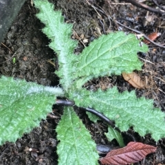 Cirsium vulgare (Spear Thistle) at Cape Pillar, TAS - 12 Apr 2023 by MattFox