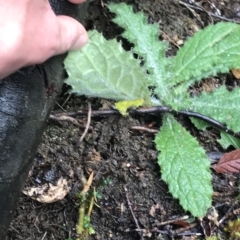 Cirsium vulgare at Cape Pillar, TAS - 13 Apr 2023