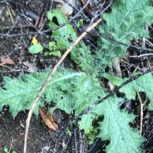 Cirsium vulgare at Cape Pillar, TAS - 13 Apr 2023