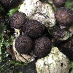 Unidentified Fungus at Cape Pillar, TAS - 12 Apr 2023 by MattFox