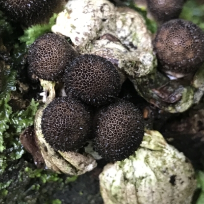 Unidentified Fungus at Tasman National Park - 12 Apr 2023 by MattFox