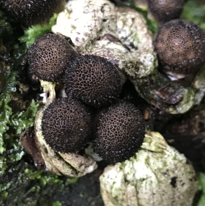 Unidentified Fungus at Cape Pillar, TAS - 13 Apr 2023 by MattFox