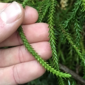 Phlegmariurus varius at Cape Pillar, TAS - 13 Apr 2023