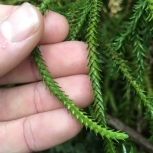 Phlegmariurus varius at Cape Pillar, TAS - suppressed