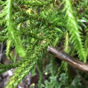 Phlegmariurus varius at Cape Pillar, TAS - suppressed