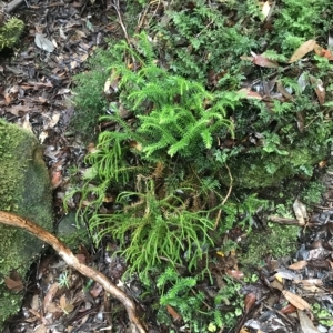 Phlegmariurus varius at Cape Pillar, TAS - suppressed