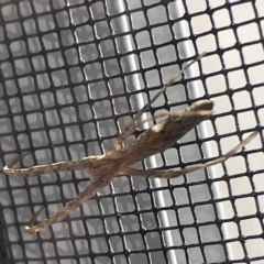 Asianopis sp. (genus) at Braddon, ACT - 20 Apr 2023