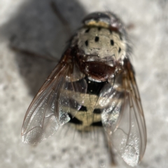 Zebromyia ornata (A bristle fly) at Braddon, ACT - 20 Apr 2023 by Hejor1