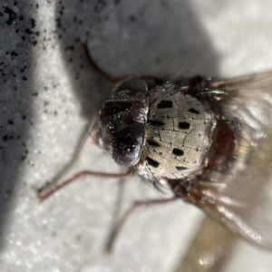 Zebromyia ornata at Braddon, ACT - 20 Apr 2023