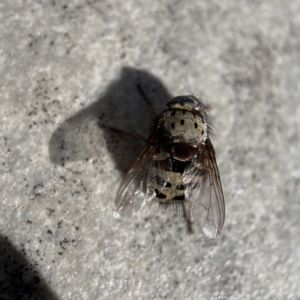 Zebromyia ornata at Braddon, ACT - 20 Apr 2023