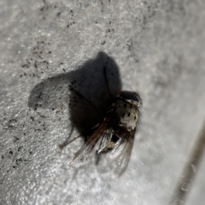 Zebromyia ornata at Braddon, ACT - 20 Apr 2023