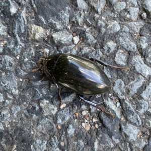 Hydrophilus sp. (genus) at Braddon, ACT - 20 Apr 2023 01:50 PM