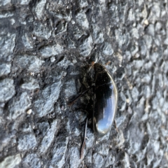 Hydrophilus sp. (genus) at Braddon, ACT - 20 Apr 2023