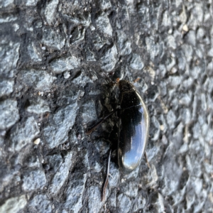 Hydrophilus sp. (genus) at Braddon, ACT - 20 Apr 2023 01:50 PM