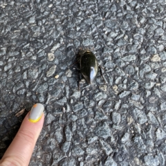 Hydrophilus sp. (genus) at Braddon, ACT - 20 Apr 2023