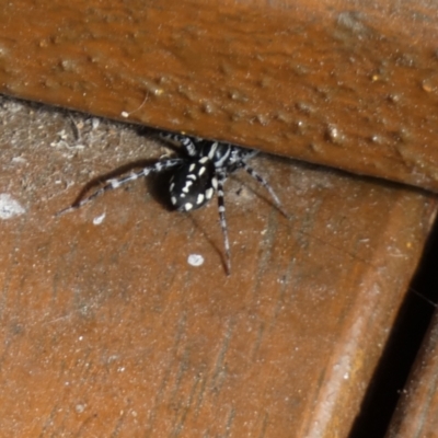 Nyssus coloripes (Spotted Ground Swift Spider) at Queanbeyan, NSW - 14 Apr 2023 by Paul4K