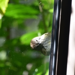 Acanthiza lineata (Striated Thornbill) at QPRC LGA - 20 Apr 2023 by LyndalT