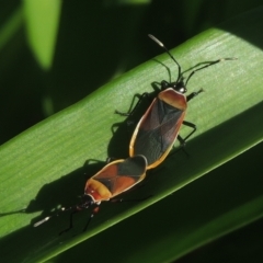 Dindymus versicolor (Harlequin Bug) at Pollinator-friendly garden Conder - 5 Nov 2022 by michaelb