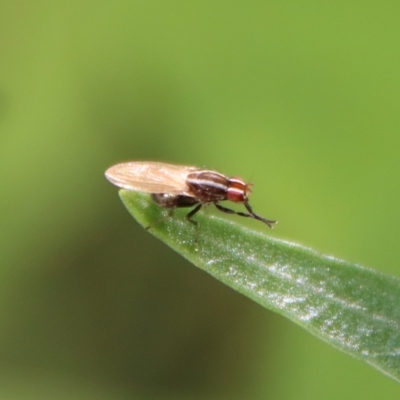 Poecilohetaerus sp. (genus) (Lauxaniid fly) at Hughes, ACT - 21 Apr 2023 by LisaH