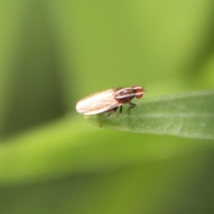 Poecilohetaerus aquilus at Hughes, ACT - suppressed