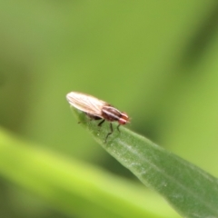 Poecilohetaerus aquilus at Hughes, ACT - suppressed