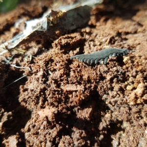 Euperipatoides rowelli at Tinderry, NSW - 21 Apr 2023 11:15 AM