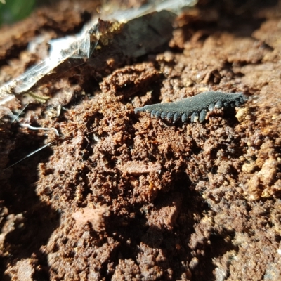 Euperipatoides rowelli (Tallanganda Velvet Worm) at Tinderry, NSW - 21 Apr 2023 by danswell