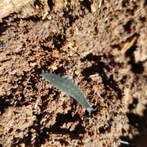 Euperipatoides rowelli at Tinderry, NSW - 21 Apr 2023 11:15 AM