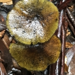 Unidentified Fungus at Tasman National Park - 12 Apr 2023 by MattFox