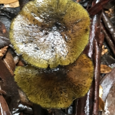 Unidentified Fungus at Tasman National Park - 12 Apr 2023 by MattFox