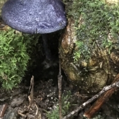 Unidentified Fungus at Cape Pillar, TAS - 13 Apr 2023 by MattFox