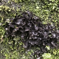 Unidentified Fungus at Cape Pillar, TAS - 12 Apr 2023 by MattFox