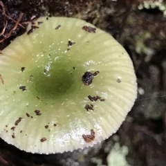 Unidentified Fungus at Tasman National Park - 12 Apr 2023 by MattFox