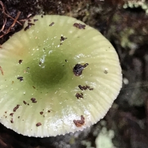 Hygrocybe sp. at Cape Pillar, TAS - 13 Apr 2023 09:34 AM