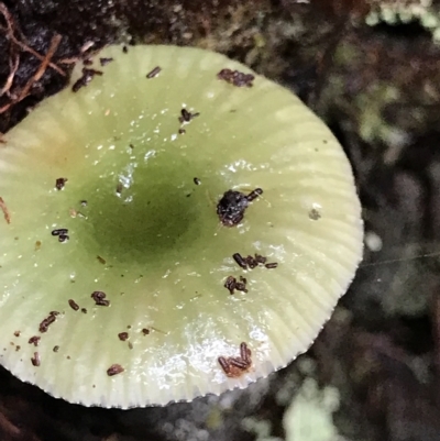 Hygrocybe sp. (Hygrocybe) at Cape Pillar, TAS - 13 Apr 2023 by MattFox