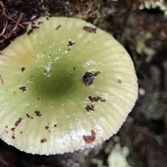 Unidentified Fungus at Cape Pillar, TAS - 12 Apr 2023 by MattFox