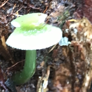 Hygrocybe sp. at Cape Pillar, TAS - 13 Apr 2023