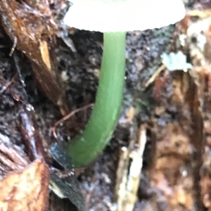 Hygrocybe sp. at Cape Pillar, TAS - 13 Apr 2023 09:34 AM