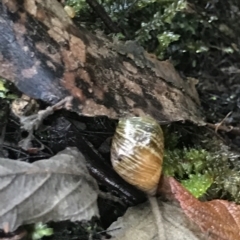 Bothriembryon tasmanicus (Tasmanian Tapered Snail) at Cape Pillar, TAS - 12 Apr 2023 by MattFox