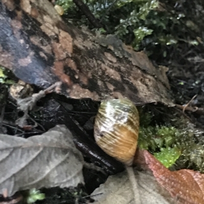 Bothriembryon tasmanicus (Tasmanian Tapered Snail) at Tasman National Park - 12 Apr 2023 by MattFox