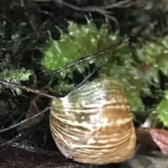 Bothriembryon tasmanicus at Cape Pillar, TAS - 13 Apr 2023 09:28 AM