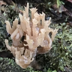 Unidentified Coralloid fungus, markedly branched at Cape Pillar, TAS - 13 Apr 2023 by MattFox